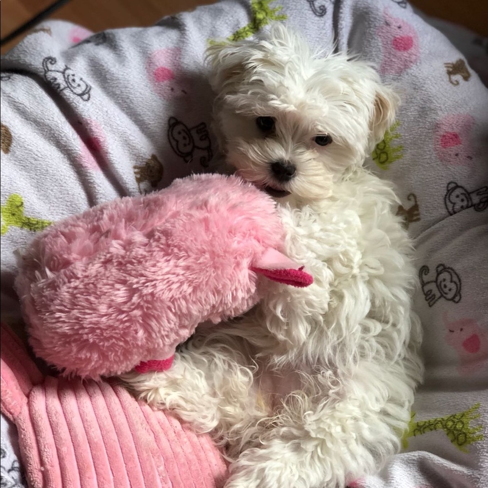 Meet your Posher, Daniella